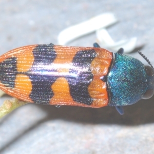 Castiarina crenata at Theodore, ACT - 17 Feb 2023 11:44 PM