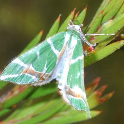 Chlorodes boisduvalaria (Boisduval's Emerald) at Tinderry, NSW - 16 Feb 2023 by Harrisi