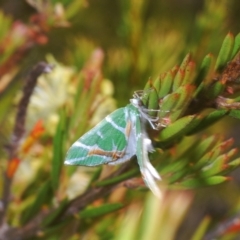 Chlorodes boisduvalaria at Tinderry, NSW - suppressed