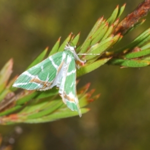 Chlorodes boisduvalaria at Tinderry, NSW - suppressed