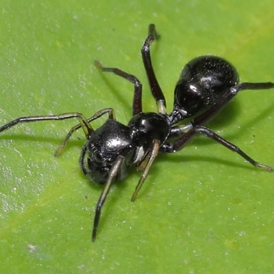 Myrmarachne sp. (genus) (Unidentified Ant-mimic jumping spider) at Wellington Point, QLD - 17 Feb 2023 by TimL