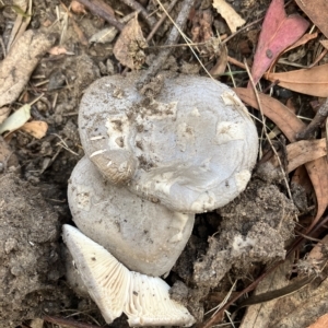 Amanita sp. at Higgins, ACT - 18 Feb 2023