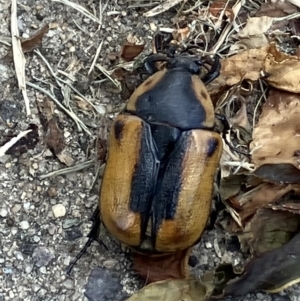 Chondropyga dorsalis at Higgins, ACT - 16 Feb 2023