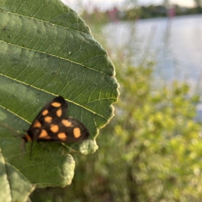 Asura cervicalis (Spotted Lichen Moth) at Yarralumla, ACT - 18 Feb 2023 by Jillw