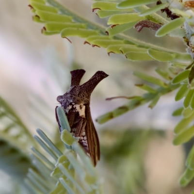 Ceraon sp. (genus) (2-horned tree hopper) at Mulligans Flat - 14 Feb 2023 by KorinneM