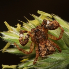 Stephanopis sp. (genus) (Knobbly crab spider) at Murrumbateman, NSW - 18 Feb 2023 by amiessmacro