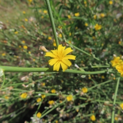 Chondrilla juncea (Skeleton Weed) at Greenway, ACT - 18 Feb 2023 by MatthewFrawley