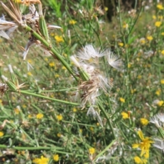 Chondrilla juncea at Greenway, ACT - 18 Feb 2023