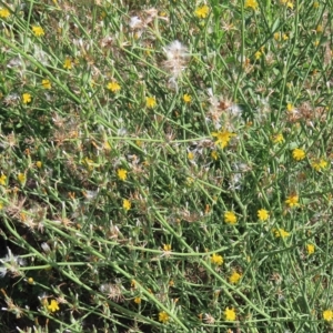 Chondrilla juncea at Greenway, ACT - 18 Feb 2023