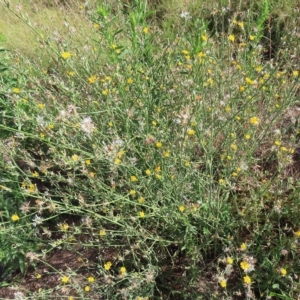 Chondrilla juncea at Greenway, ACT - 18 Feb 2023