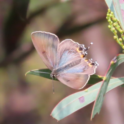 Jalmenus ictinus (Stencilled Hairstreak) at Greenway, ACT - 18 Feb 2023 by MatthewFrawley