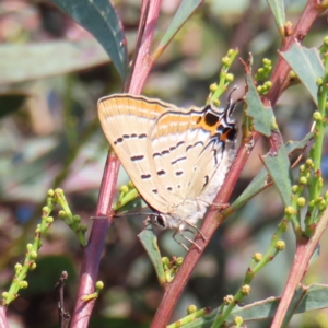 Jalmenus ictinus at Greenway, ACT - 18 Feb 2023 09:42 AM