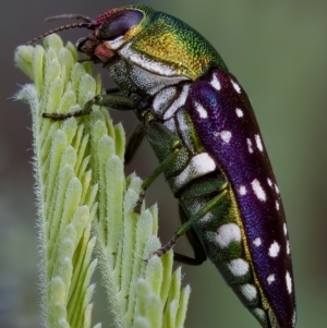 Diphucrania leucosticta at Throsby, ACT - 14 Feb 2023 04:00 PM