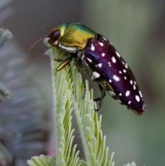 Diphucrania leucosticta at Throsby, ACT - 14 Feb 2023 04:00 PM