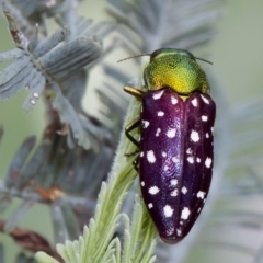 Diphucrania leucosticta at Throsby, ACT - 14 Feb 2023 04:00 PM
