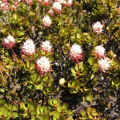 Bellendena montana (Mountain Rocket) at Cradle Mountain, TAS - 28 Jan 2011 by MatthewFrawley