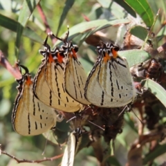 Jalmenus evagoras (Imperial Hairstreak) at Greenway, ACT - 17 Feb 2023 by MatthewFrawley