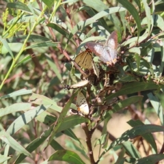 Jalmenus evagoras at Greenway, ACT - 18 Feb 2023 09:51 AM