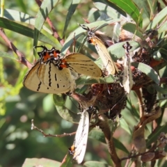 Jalmenus evagoras at Greenway, ACT - 18 Feb 2023 09:51 AM