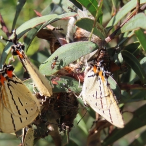 Jalmenus evagoras at Greenway, ACT - 18 Feb 2023