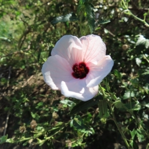 Pavonia hastata at Greenway, ACT - 18 Feb 2023