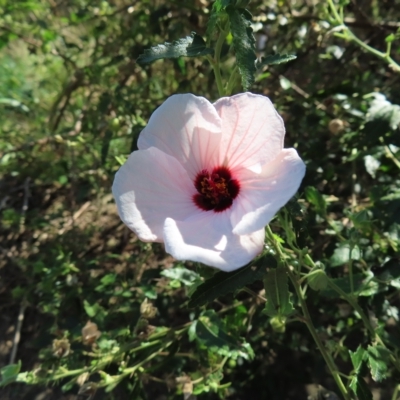 Pavonia hastata (Spearleaf Swampmallow) at Greenway, ACT - 17 Feb 2023 by MatthewFrawley