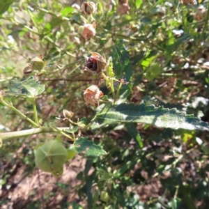 Pavonia hastata at Greenway, ACT - 18 Feb 2023