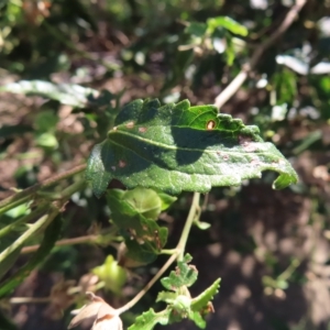 Pavonia hastata at Greenway, ACT - 18 Feb 2023