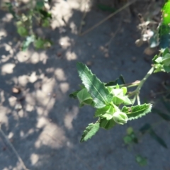 Pavonia hastata at Greenway, ACT - 18 Feb 2023