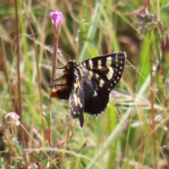 Phalaenoides tristifica (Willow-herb Day-moth) at Greenway, ACT - 18 Feb 2023 by MatthewFrawley