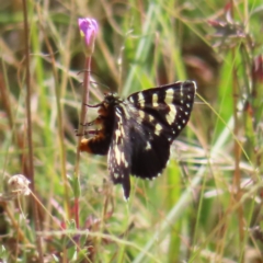 Phalaenoides tristifica (Willow-herb Day-moth) at Greenway, ACT - 17 Feb 2023 by MatthewFrawley