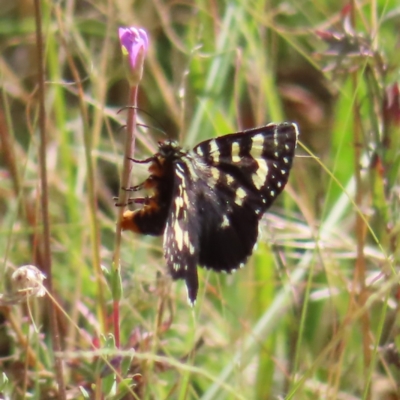 Phalaenoides tristifica (Willow-herb Day-moth) at Greenway, ACT - 18 Feb 2023 by MatthewFrawley