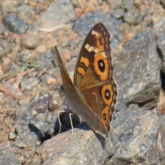Junonia villida (Meadow Argus) at Greenway, ACT - 18 Feb 2023 by MatthewFrawley