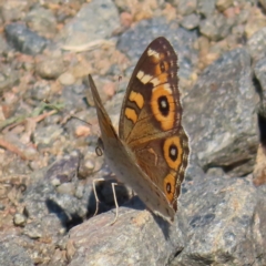 Junonia villida (Meadow Argus) at Greenway, ACT - 17 Feb 2023 by MatthewFrawley