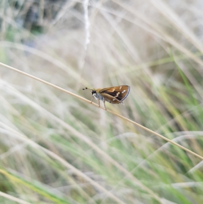 Taractrocera papyria (White-banded Grass-dart) at Kambah, ACT - 18 Feb 2023 by MatthewFrawley