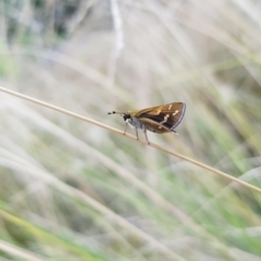 Taractrocera papyria at Kambah, ACT - 18 Feb 2023