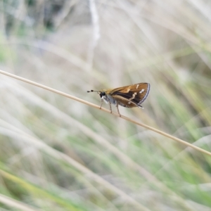 Taractrocera papyria at Kambah, ACT - 18 Feb 2023