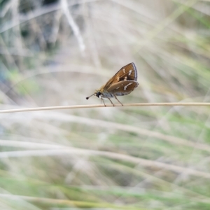 Taractrocera papyria at Kambah, ACT - 18 Feb 2023