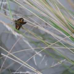 Taractrocera papyria at Kambah, ACT - 18 Feb 2023