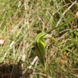 Diplodium decurvum at Cotter River, ACT - suppressed