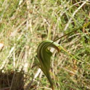 Diplodium decurvum at Cotter River, ACT - suppressed