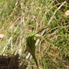 Diplodium decurvum at Cotter River, ACT - suppressed