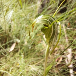 Diplodium decurvum at Cotter River, ACT - suppressed