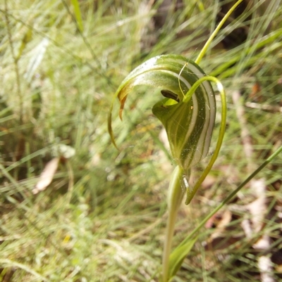 Diplodium decurvum (Summer greenhood) at Cotter River, ACT - 11 Feb 2023 by Venture