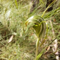 Diplodium decurvum at Cotter River, ACT - suppressed