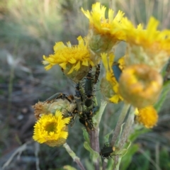 Chauliognathus lugubris (Plague Soldier Beetle) at Brindabella, NSW - 12 Feb 2023 by jmcleod