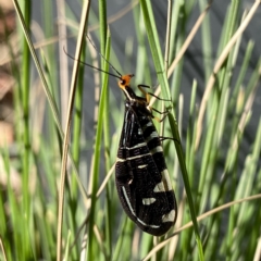 Porismus strigatus (Pied Lacewing) at Googong, NSW - 19 Feb 2023 by Wandiyali