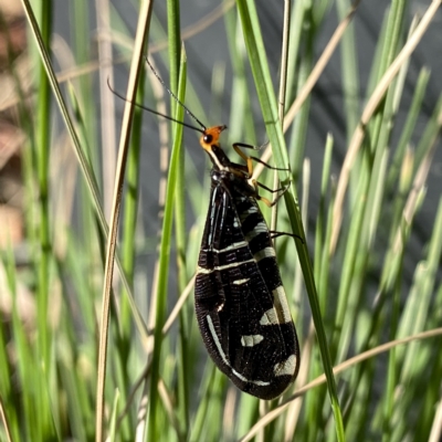 Porismus strigatus (Pied Lacewing) at Wandiyali-Environa Conservation Area - 18 Feb 2023 by Wandiyali