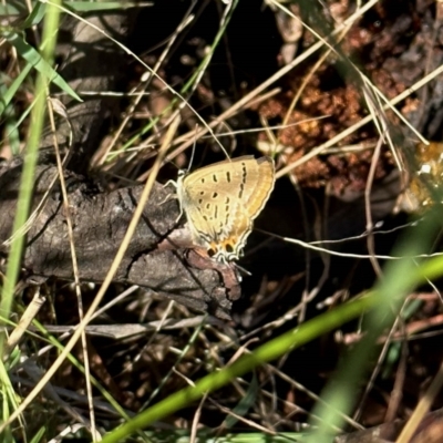 Jalmenus ictinus (Stencilled Hairstreak) at Aranda Bushland - 18 Feb 2023 by KMcCue