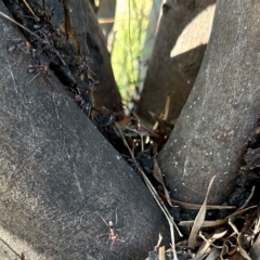 Jalmenus ictinus at Molonglo Valley, ACT - 19 Feb 2023